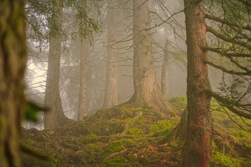 Woodland Wedding